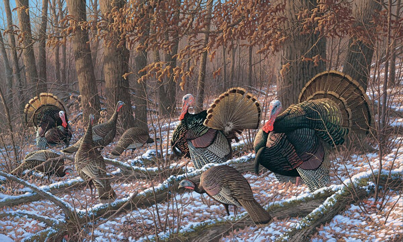 Thinkin Spring - Turkeys