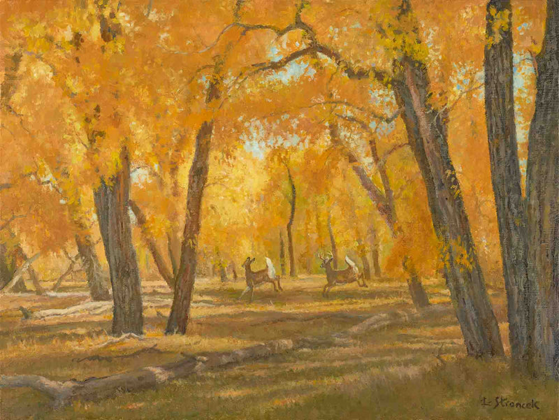 Through The Cottonwoods