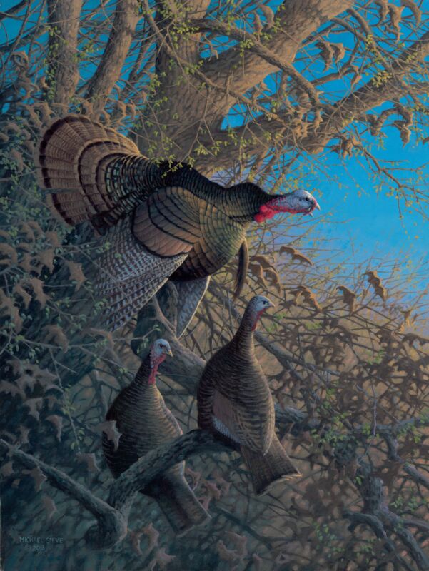 Thunder Valley—First Gobble