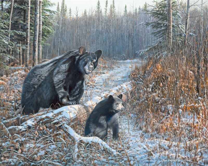 Time to Hibernate—Black Bears