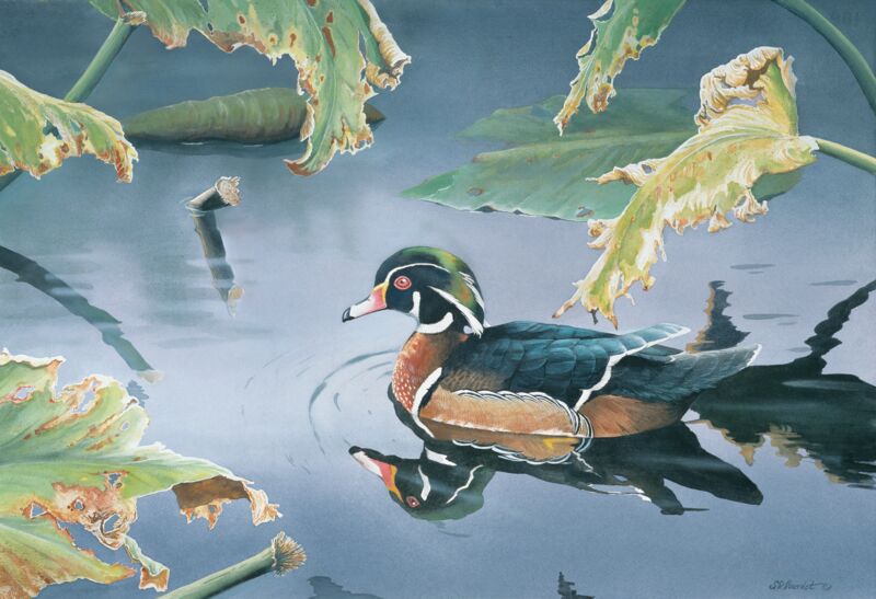 Tranquil Pond—Wood Duck
