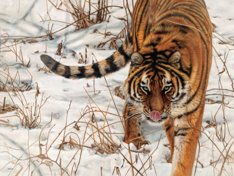 Up Close & Personal—Tiger