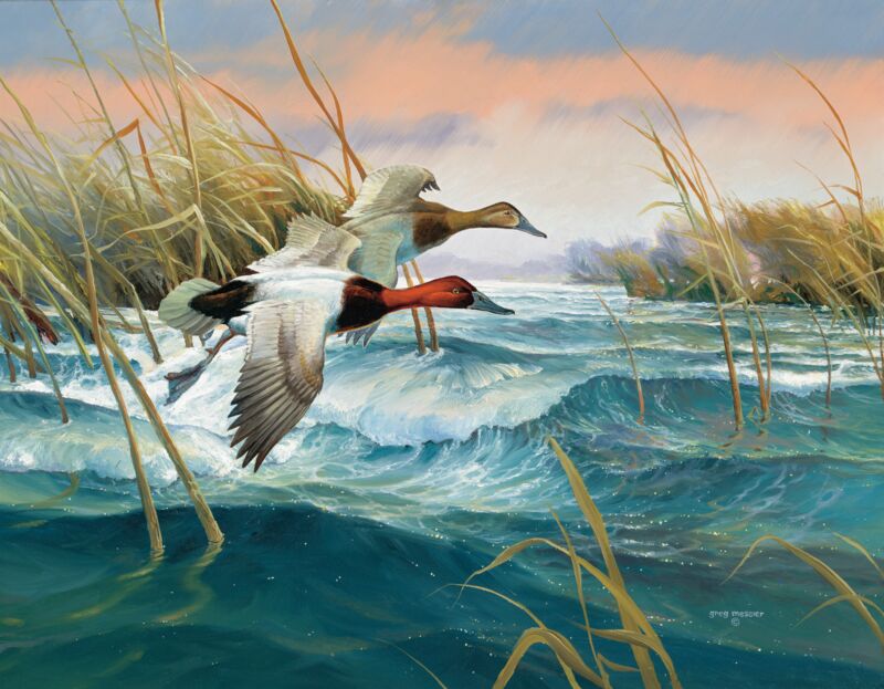Wave Runners-Canvasbacks