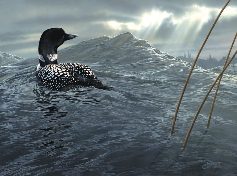 Weather the Storm - Loon