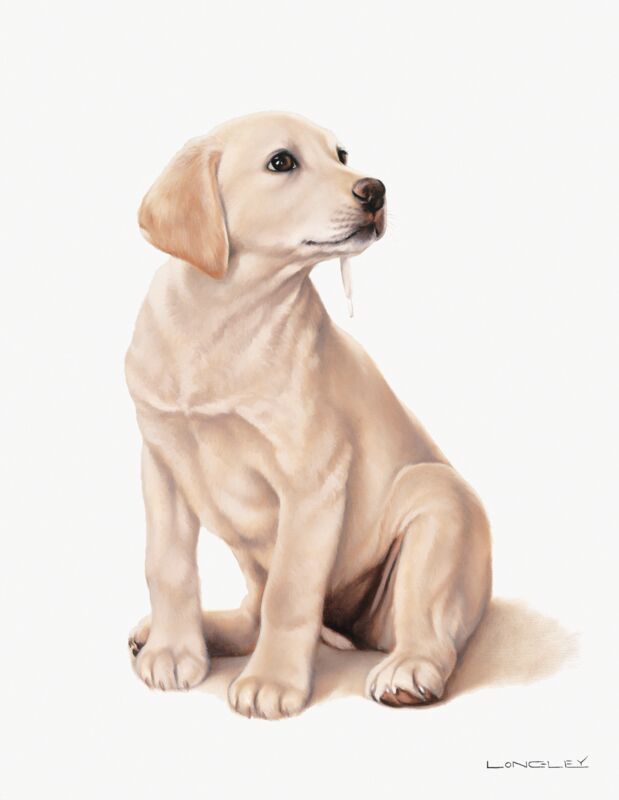 What Shoe?—Yellow Lab