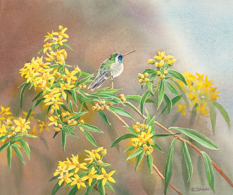 White—eared in Desert Flower