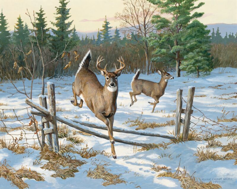 Whitetails on the Move-Whitetail Deer