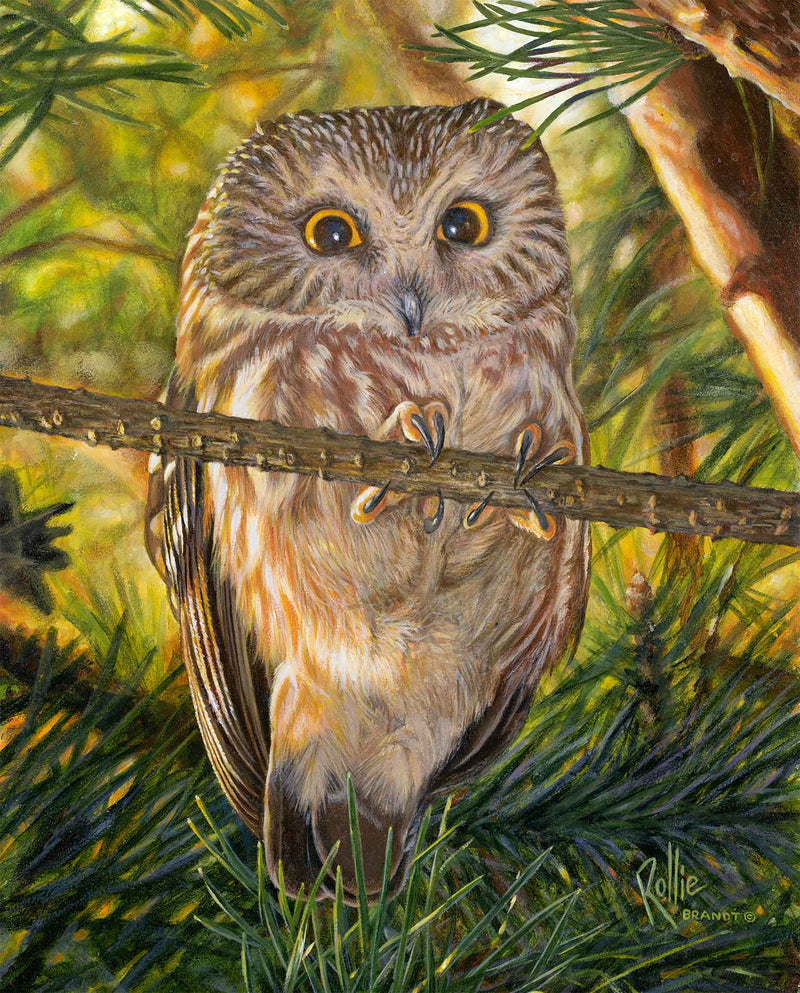 Who, Me?—Northern Saw-Whet Owl