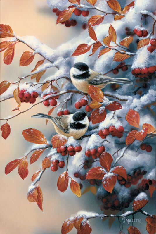 Winter Gems—Chickadees