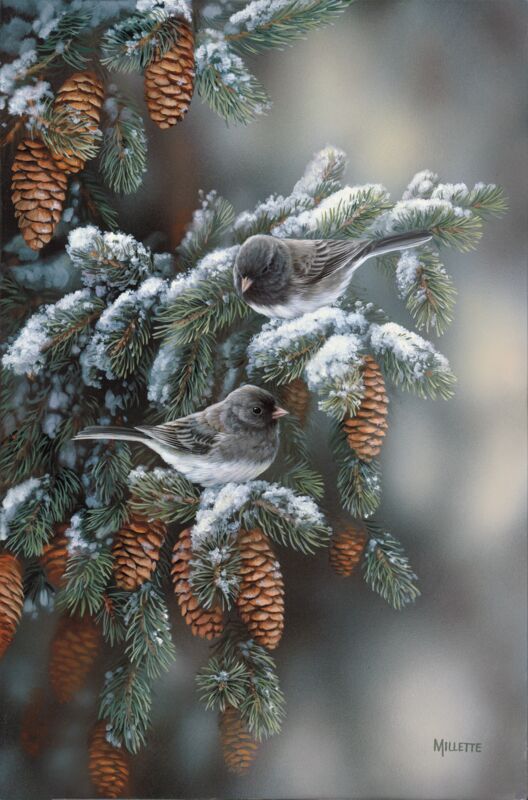 Winter Gems—Juncos