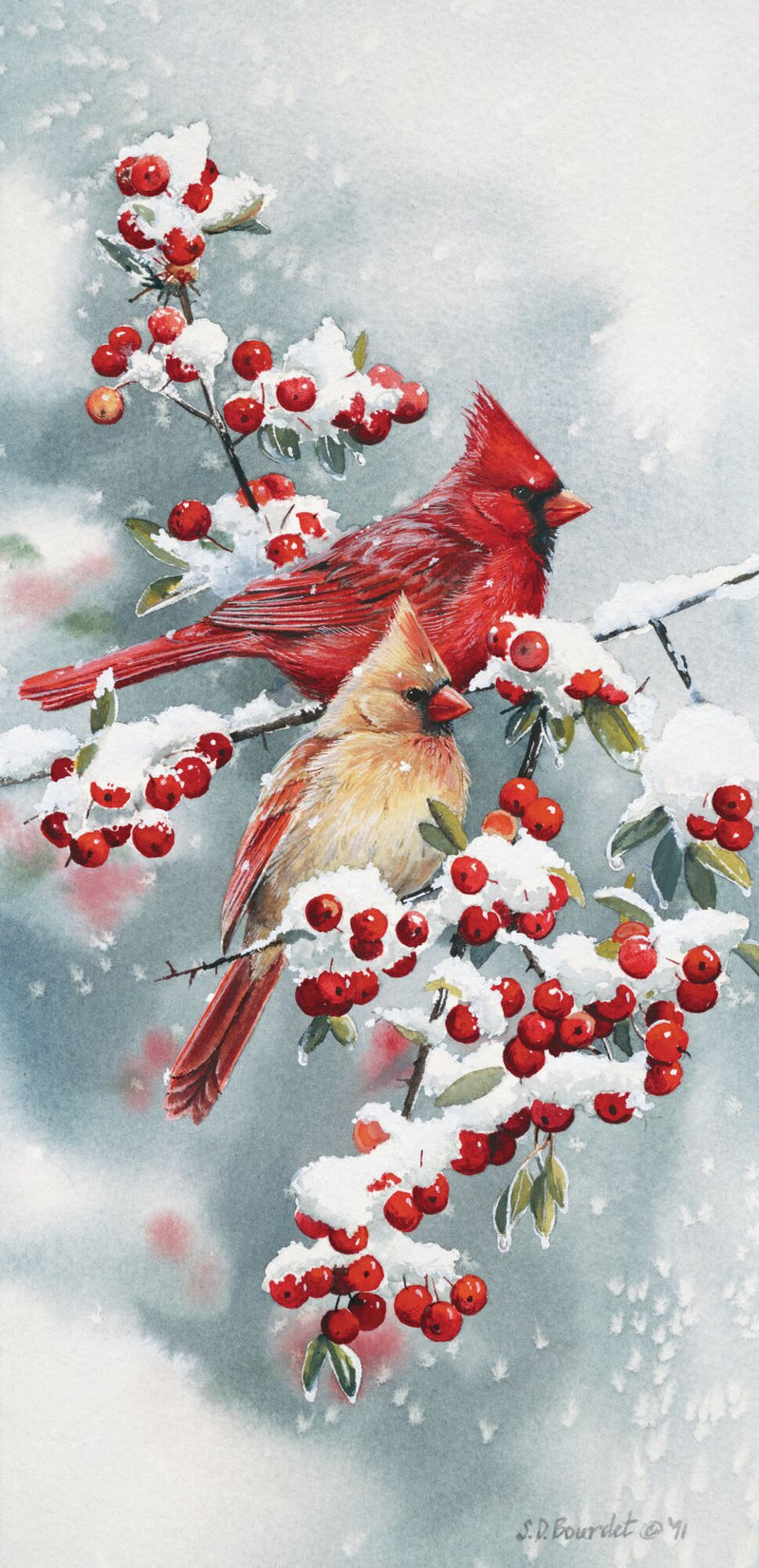 Winter Jewels - Cardinals by Susan Bourdet