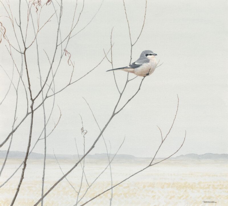 Winter Willow—Northern Shrike