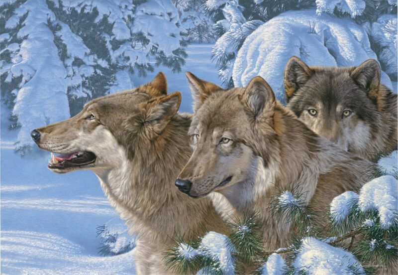 Winter's Warmth—Wolves