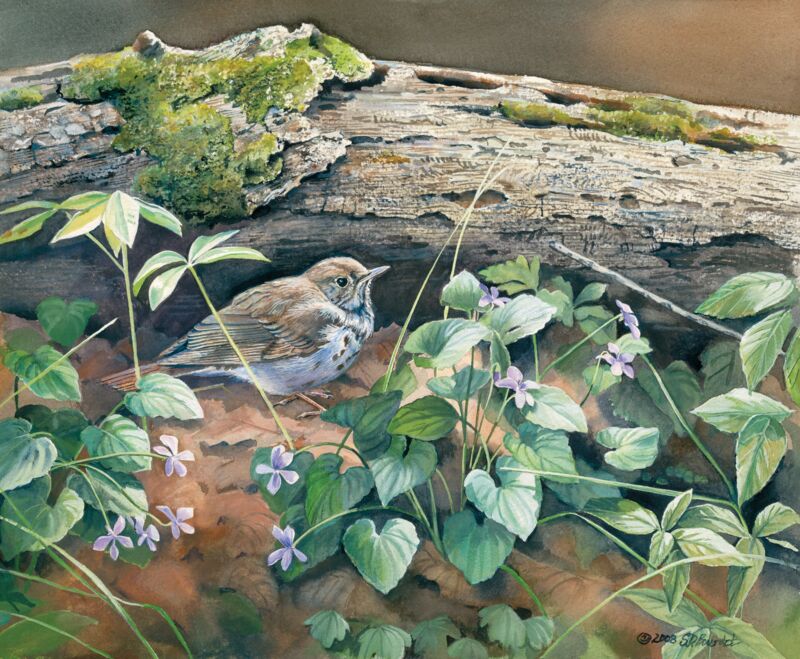 Woodland Secret—Wood Thrush