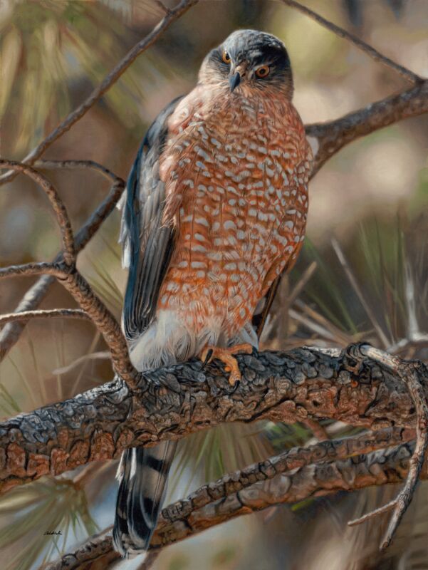 Woodland Sniper—Cooper's Hawk