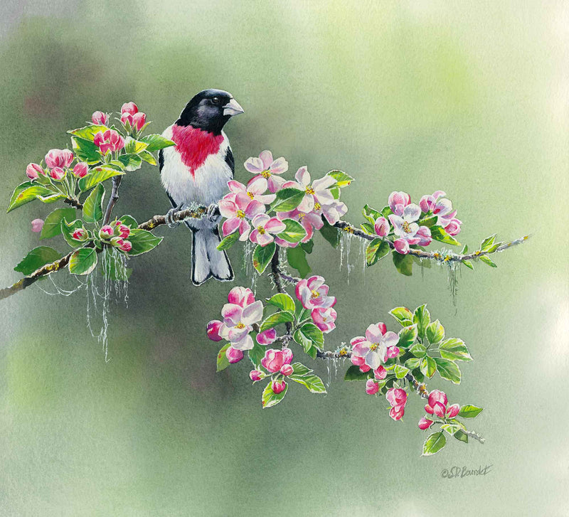 Woodland Spring—Rose Breasted Grosbeak