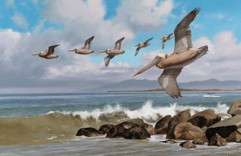 Working the Surf—Brown Pelicans