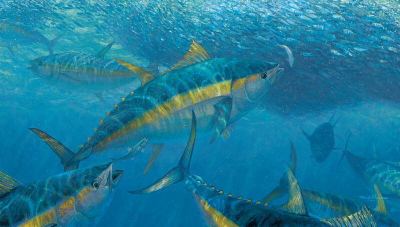 Wrecking Crew—Yellowfin Tuna