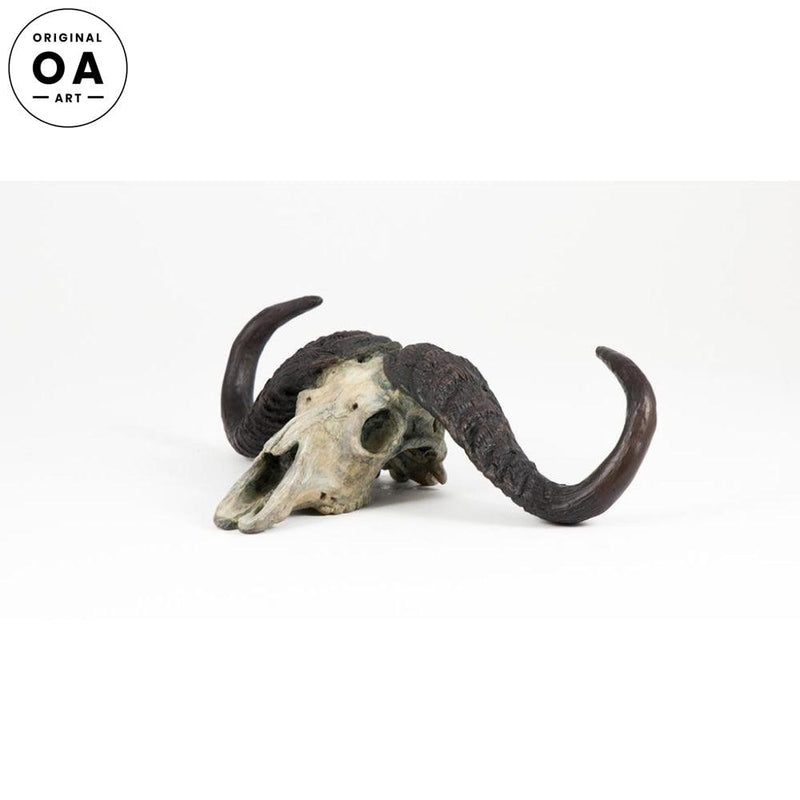 Cape Buffalo Skull by Fred Boyer