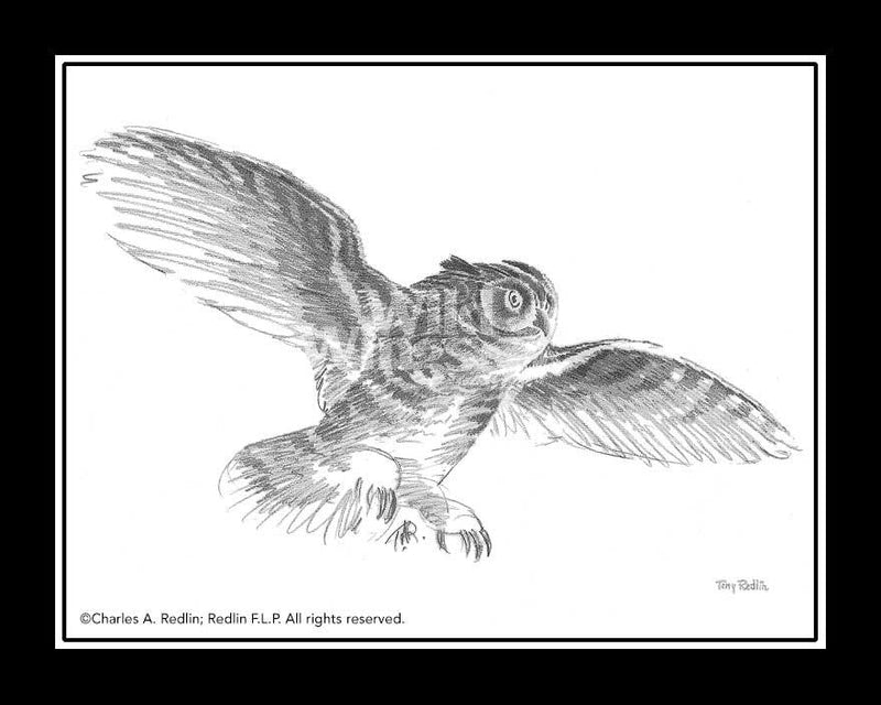 Owl Study