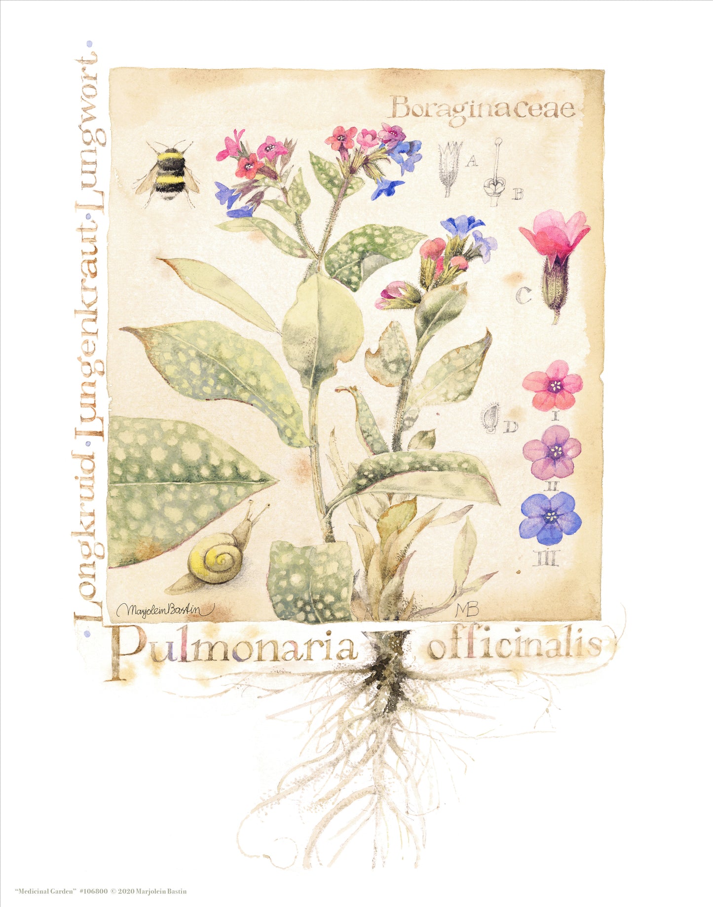 Medicinal Garden - Art Prints