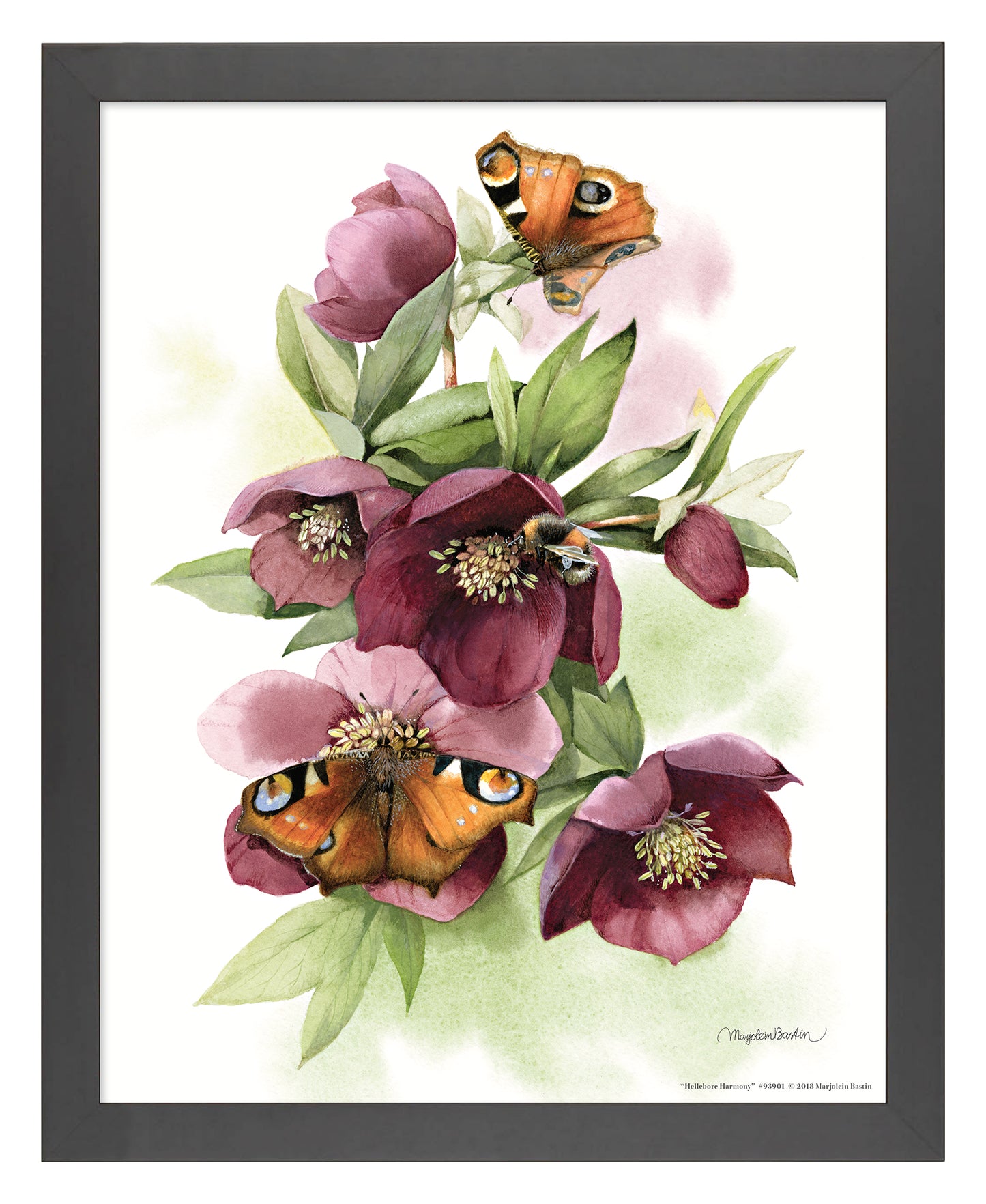 Hellebore Harmony - Art Prints