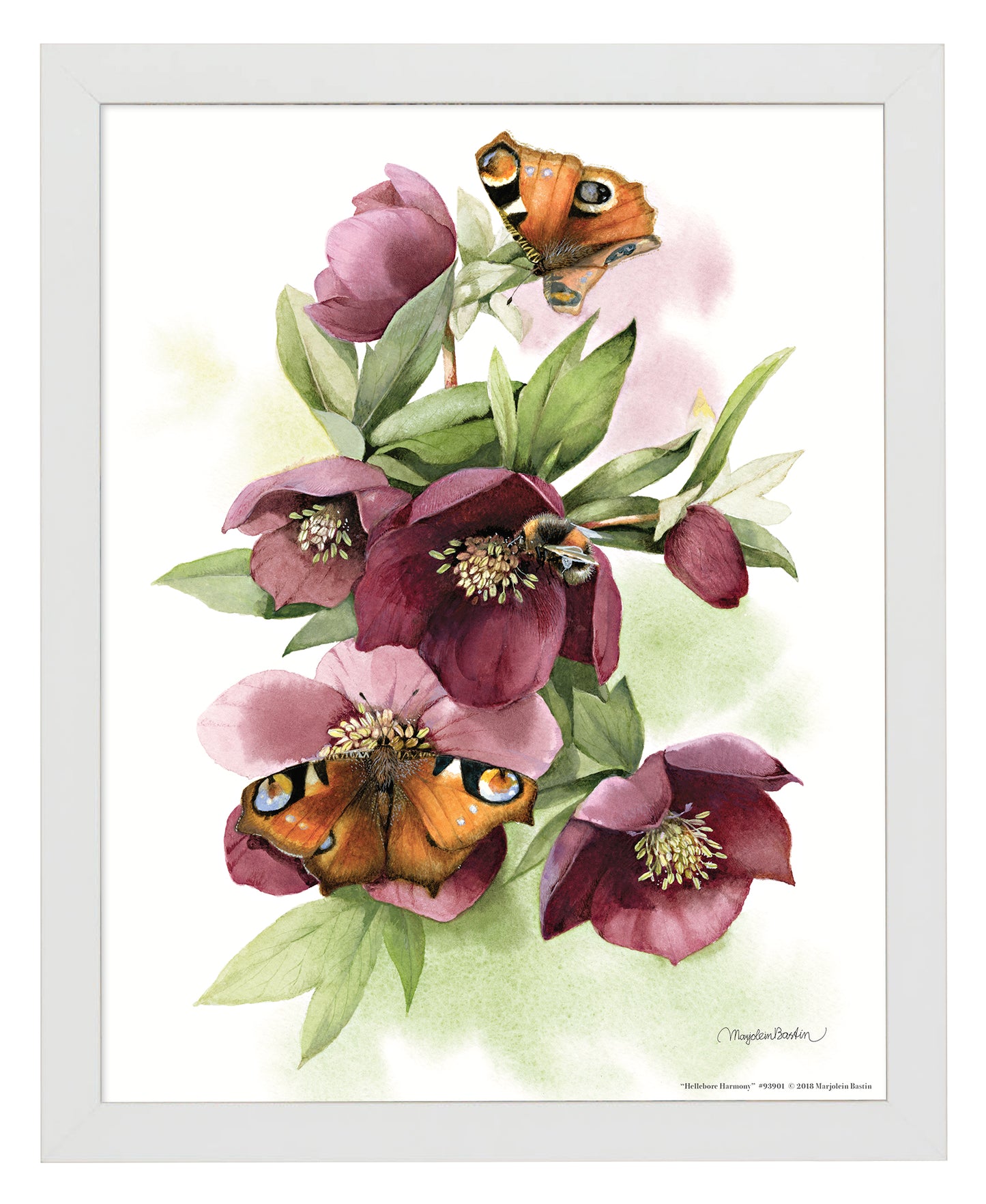 Hellebore Harmony - Art Prints