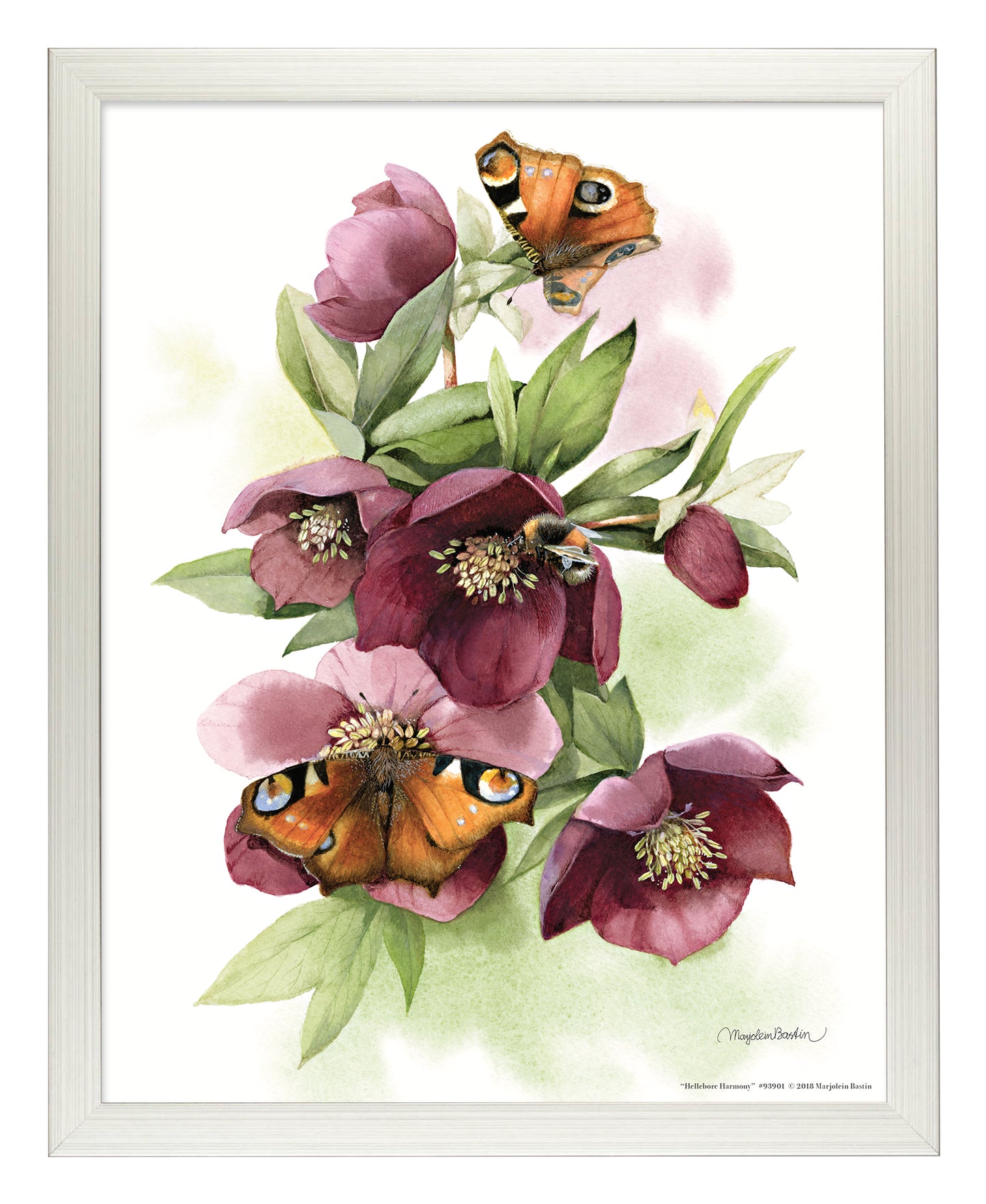 Hellebore Harmony - Art Prints