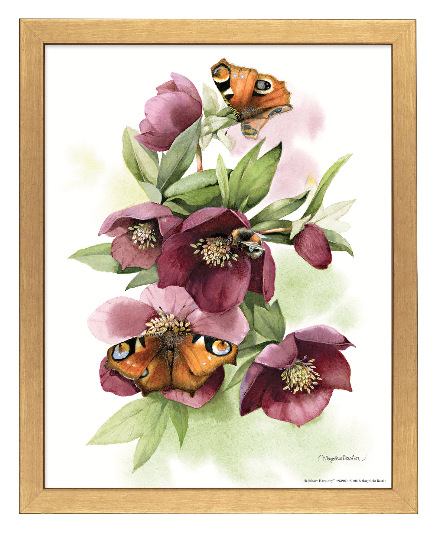 Hellebore Harmony - Art Prints