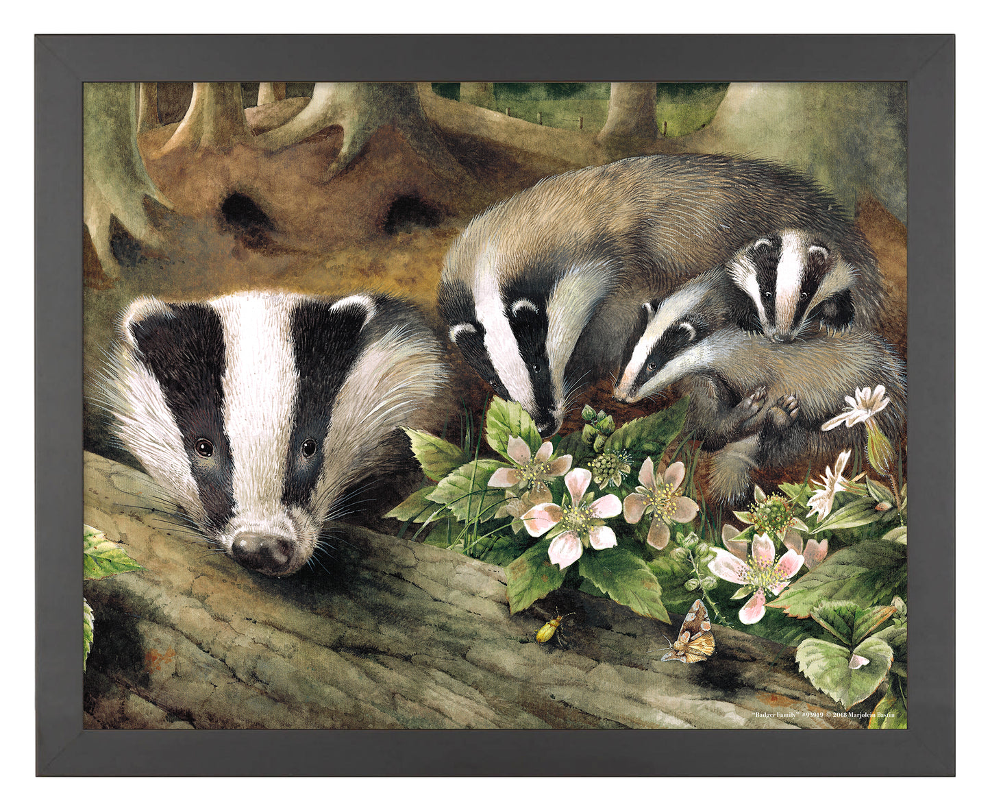 Badger Family - Art Prints