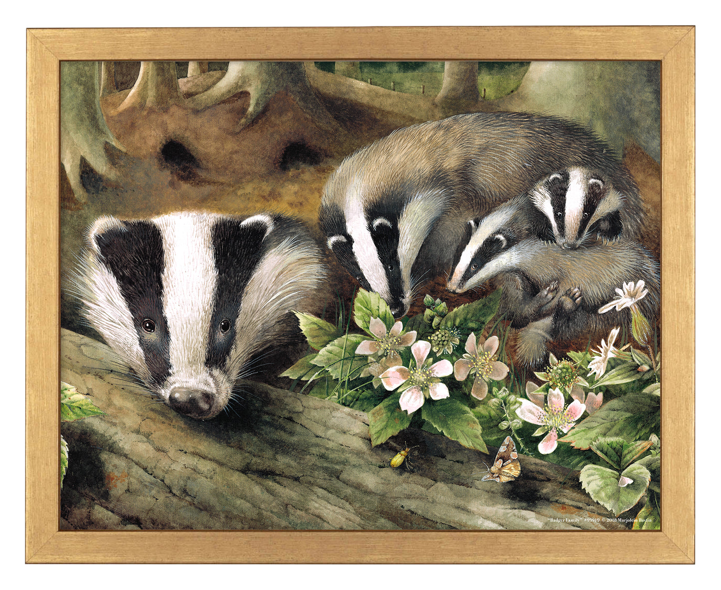 Badger Family - Art Prints
