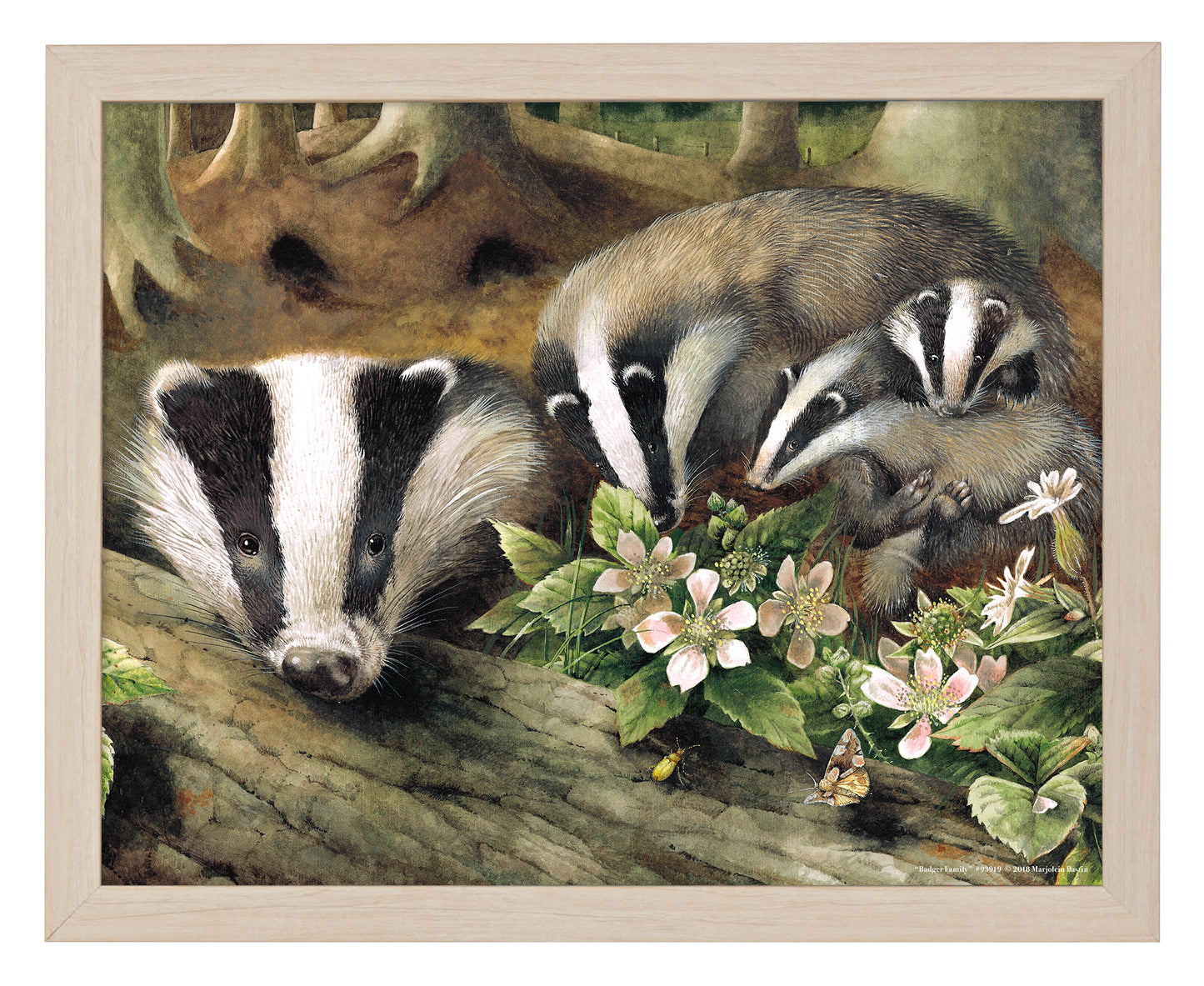 Badger Family - Art Prints