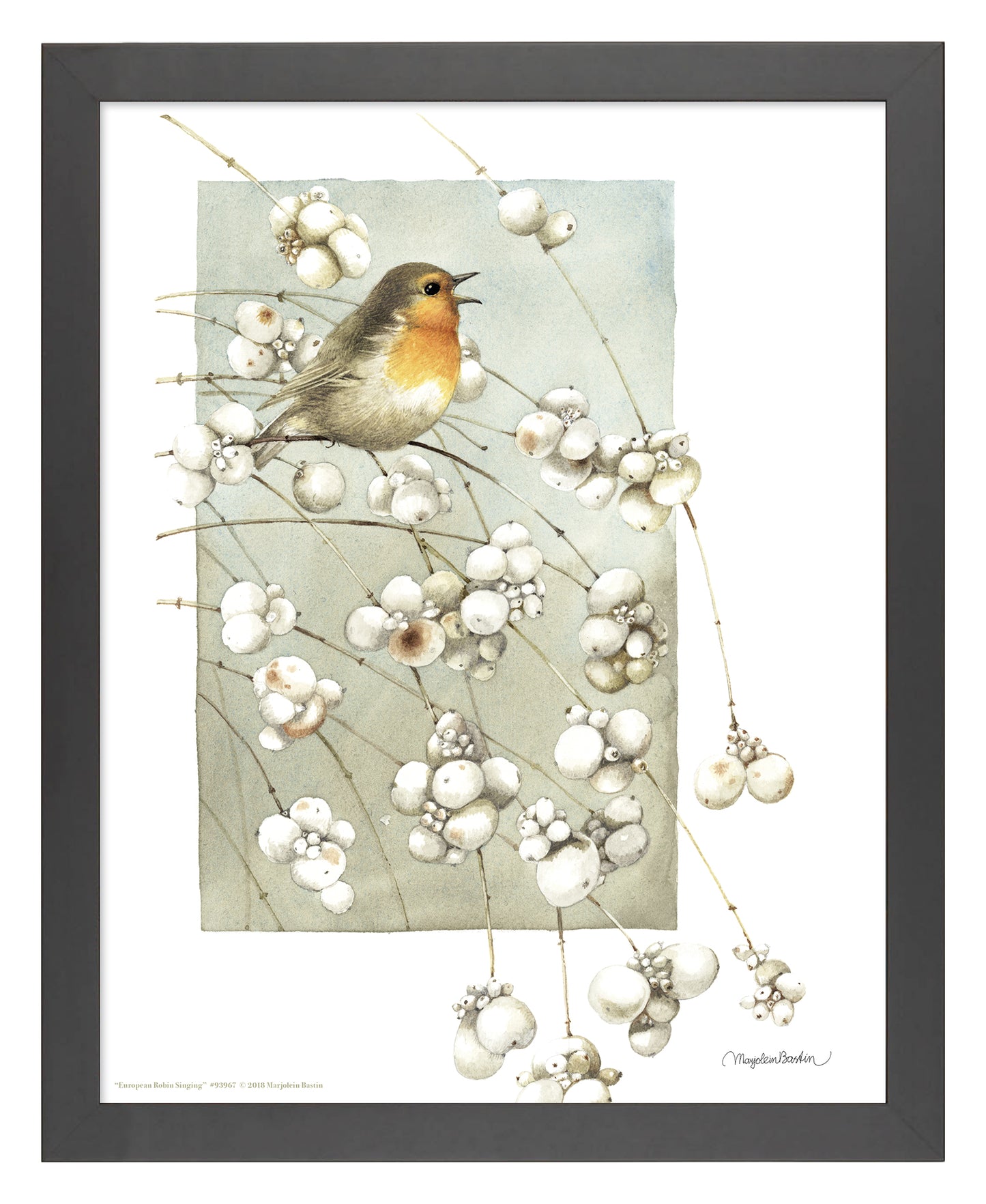 European Robin Singing - Art Prints