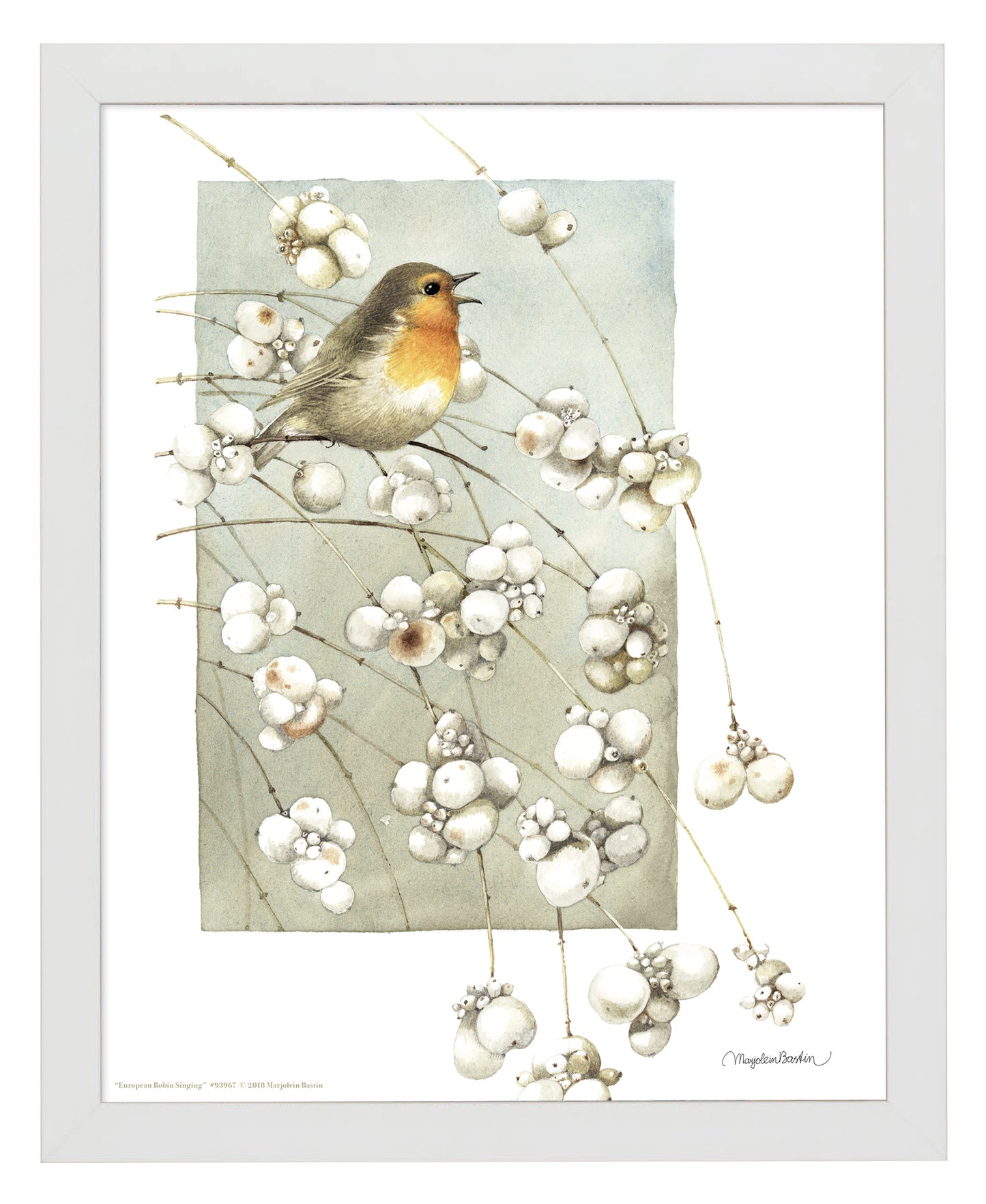 European Robin Singing - Art Prints