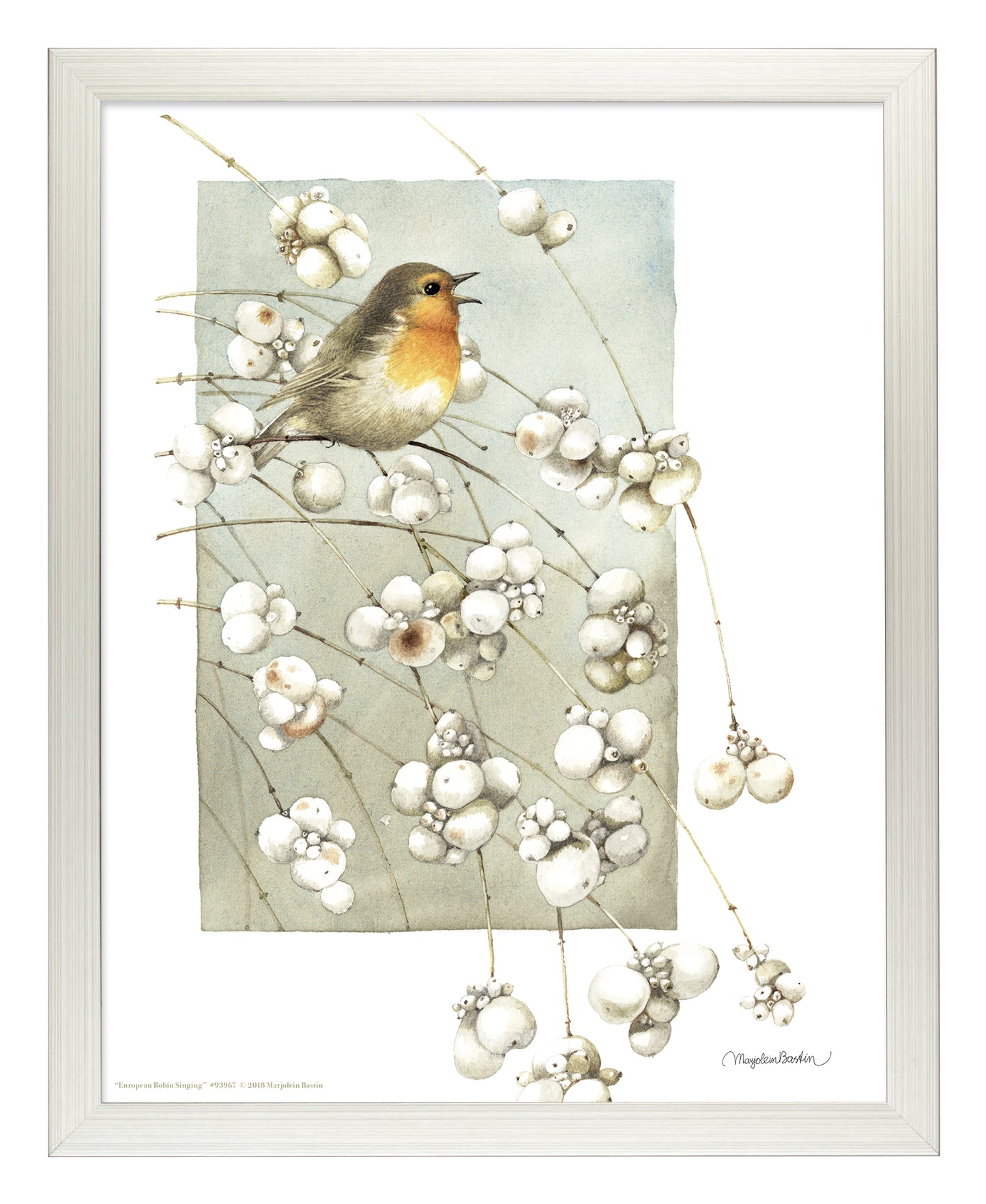 European Robin Singing - Art Prints