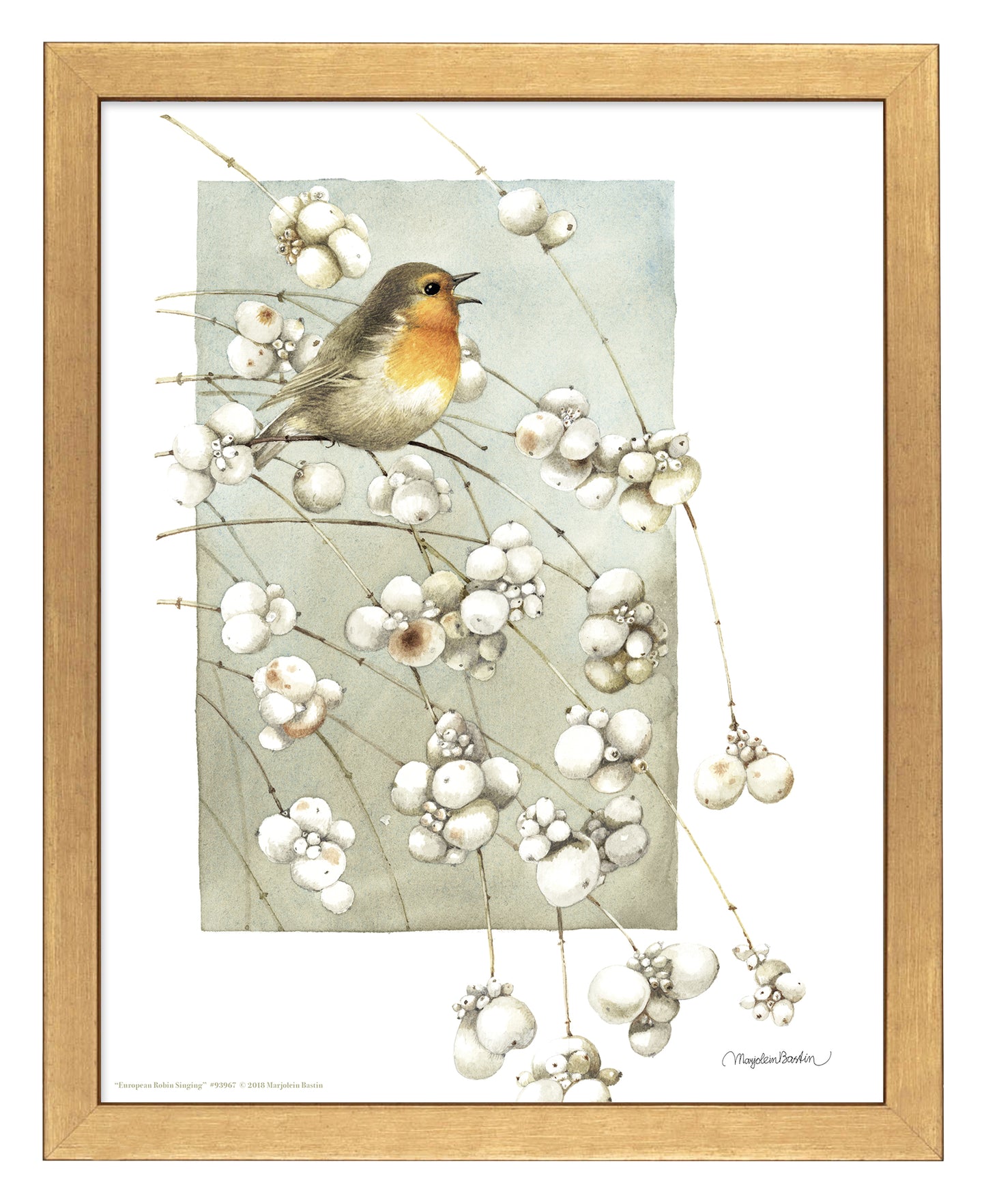 European Robin Singing - Art Prints