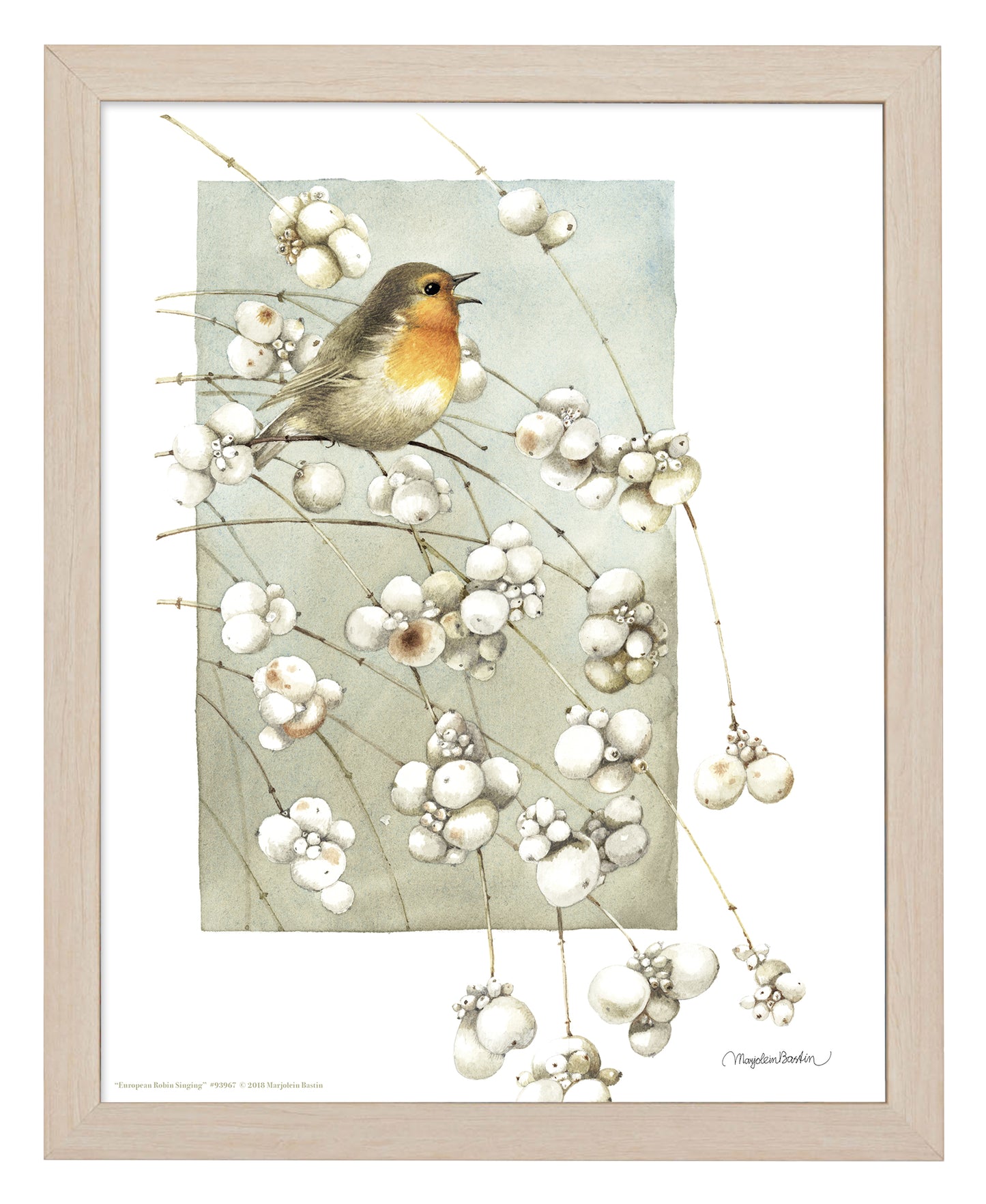 European Robin Singing - Art Prints