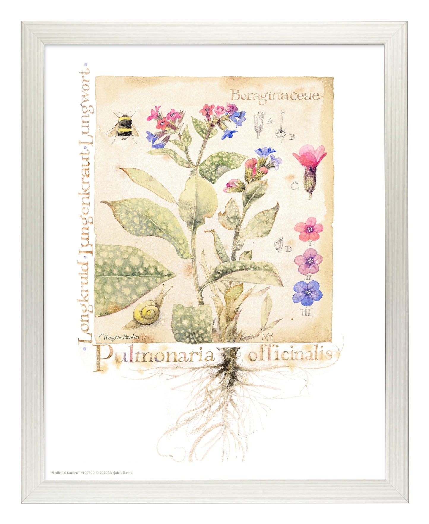 Medicinal Garden - Art Prints