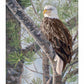 The Watchman—Bald Eagle - 20.5" x 16" Gallery Wrapped Canvas
