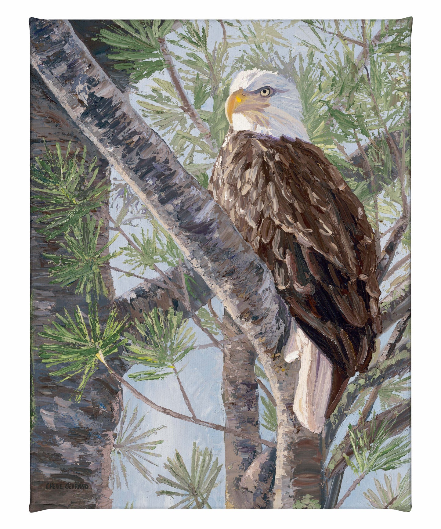 The Watchman—Bald Eagle - 20.5" x 16" Gallery Wrapped Canvas