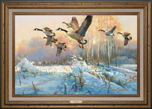 Late Departure - Canada Geese - 24" x 36" Framed Gallery Canvas