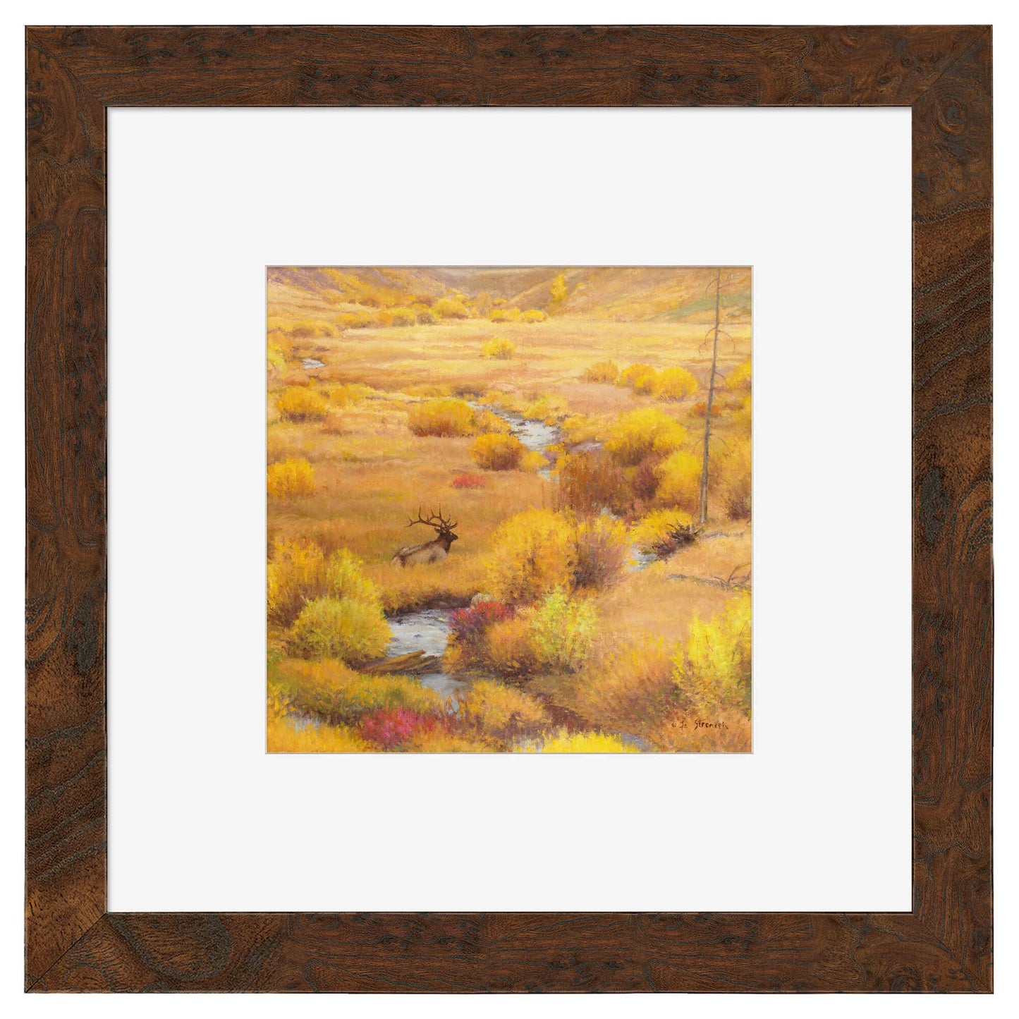 The Old Bull's Last Autumn - Contempo Squares