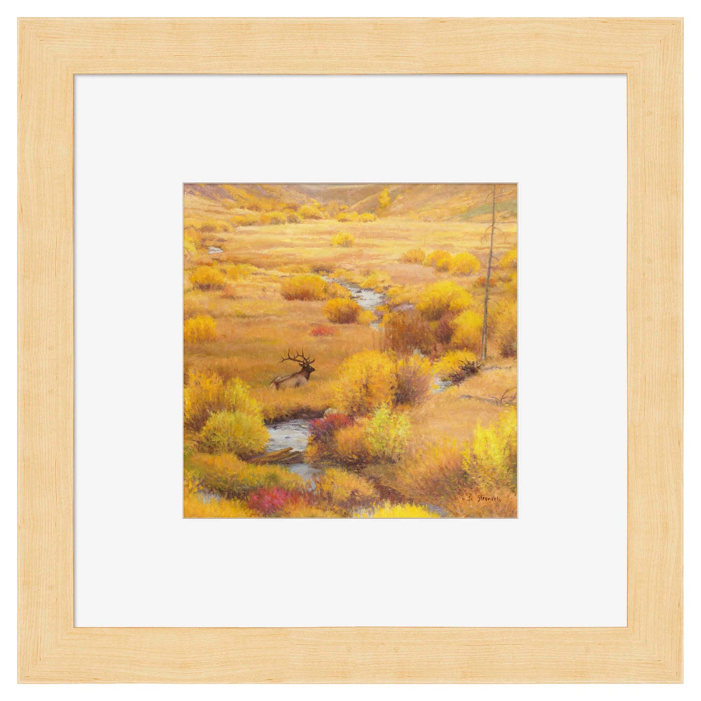 The Old Bull's Last Autumn - Contempo Squares
