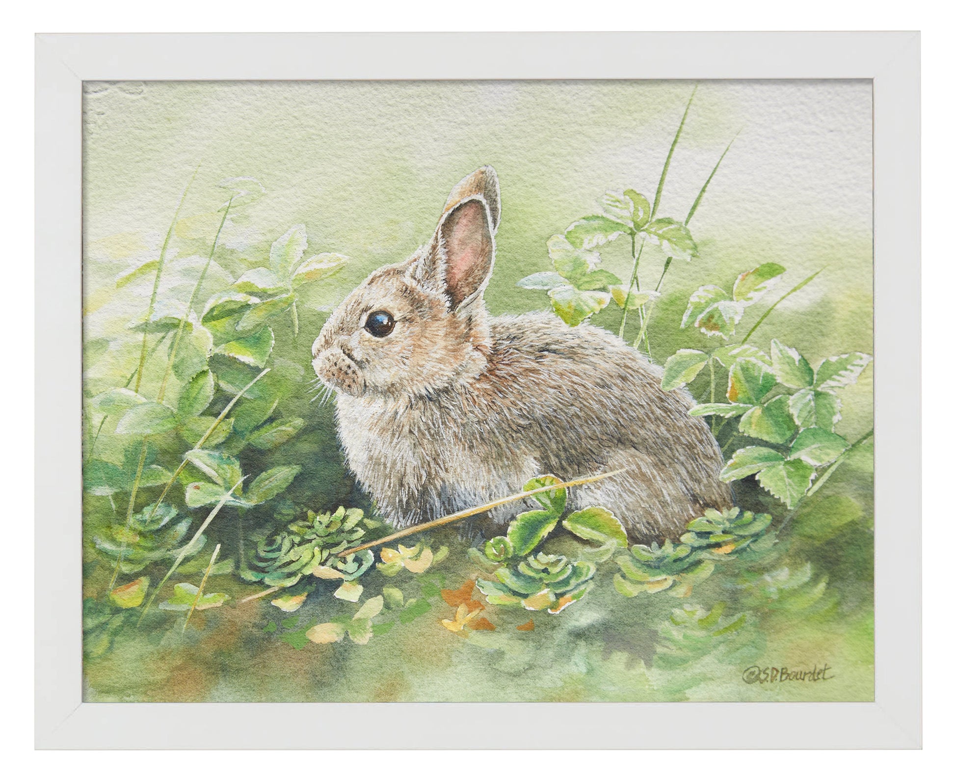 154820_Cottontail Adventures_11x14_FRA_WHITE 102641.jpg