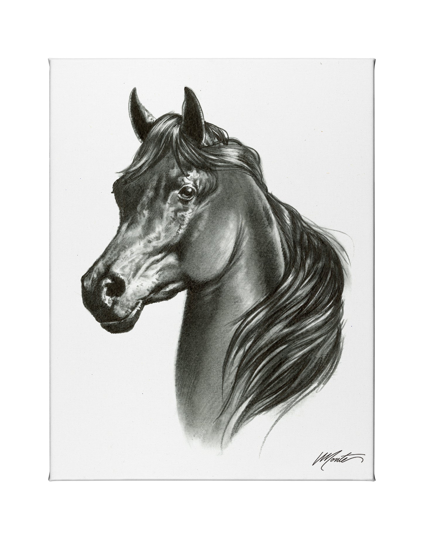 Black Beauty - 24" x 19" Gallery Wrapped Canvas