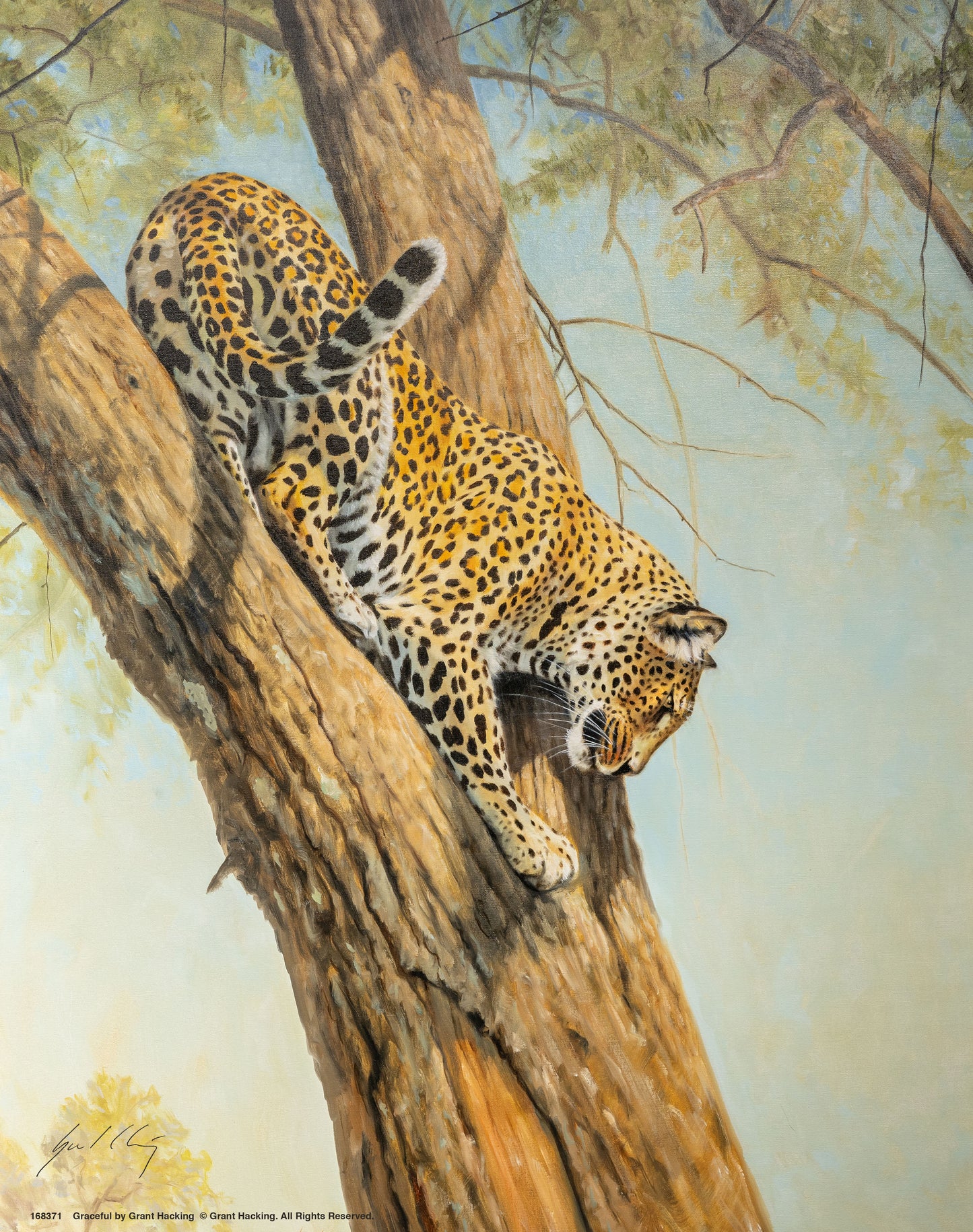 Graceful - Art Prints