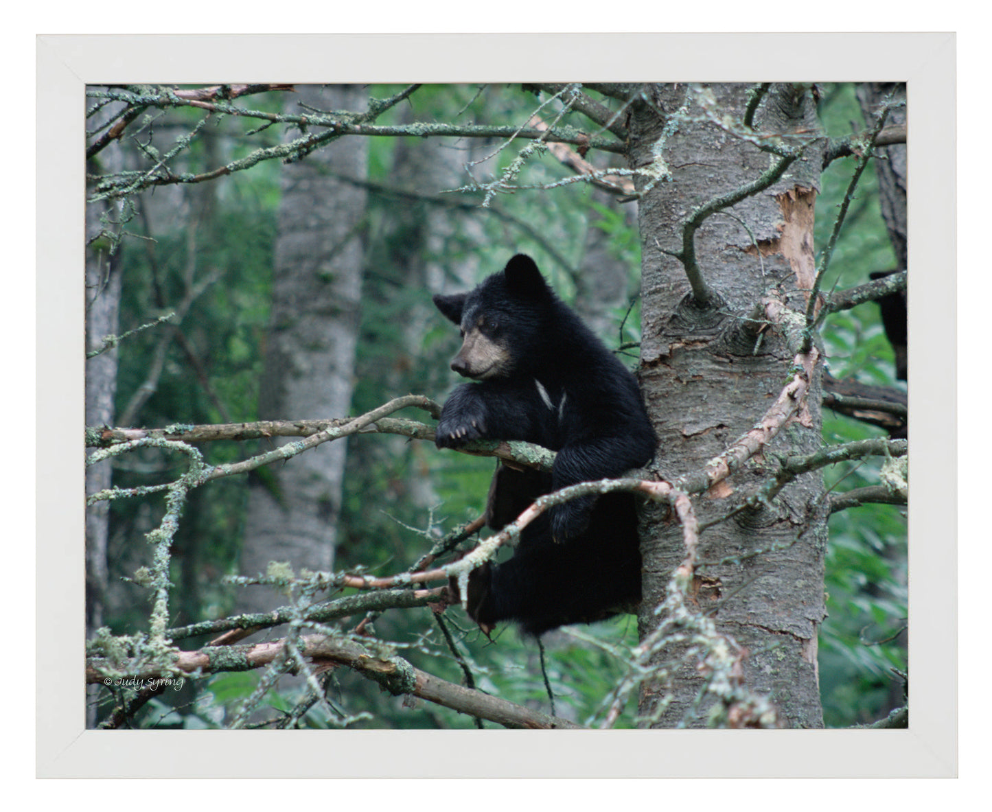 Black Bear Cub - Art Prints