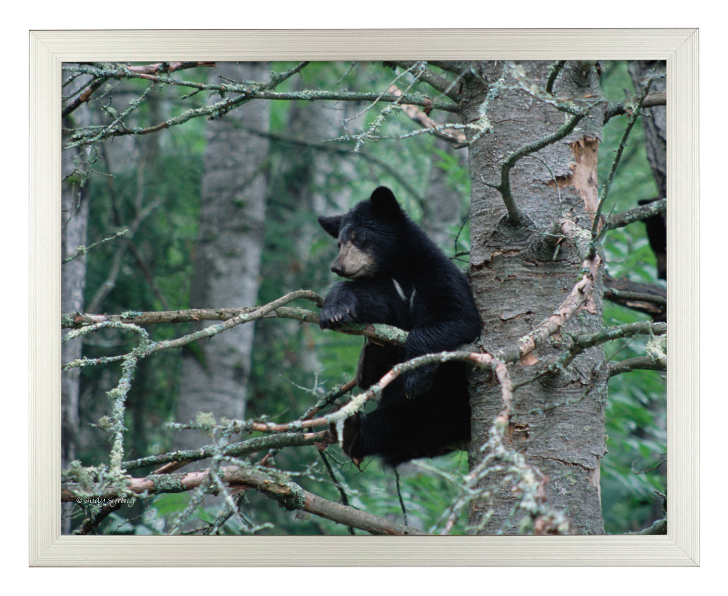 Black Bear Cub - Art Prints