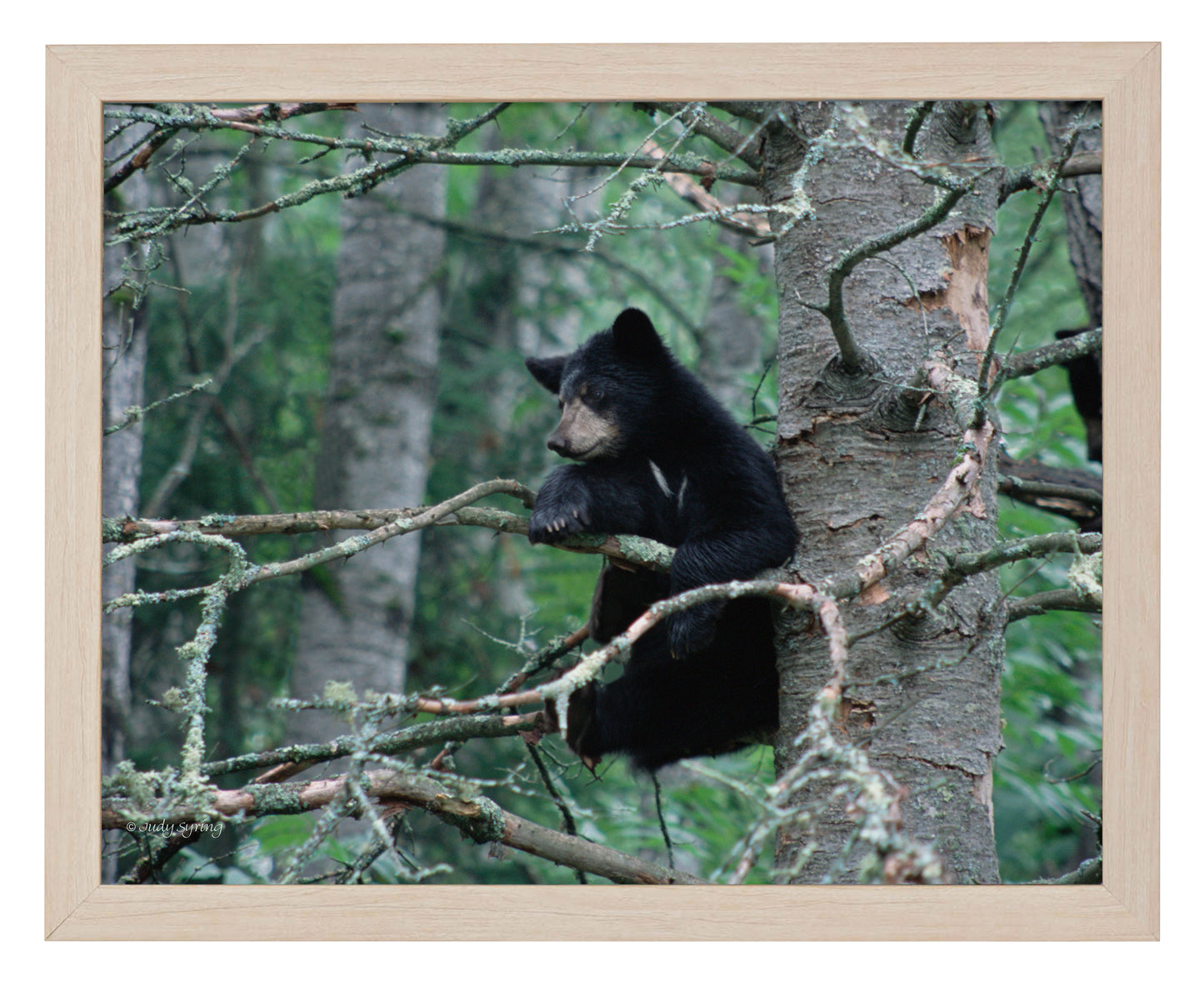 Black Bear Cub - Art Prints