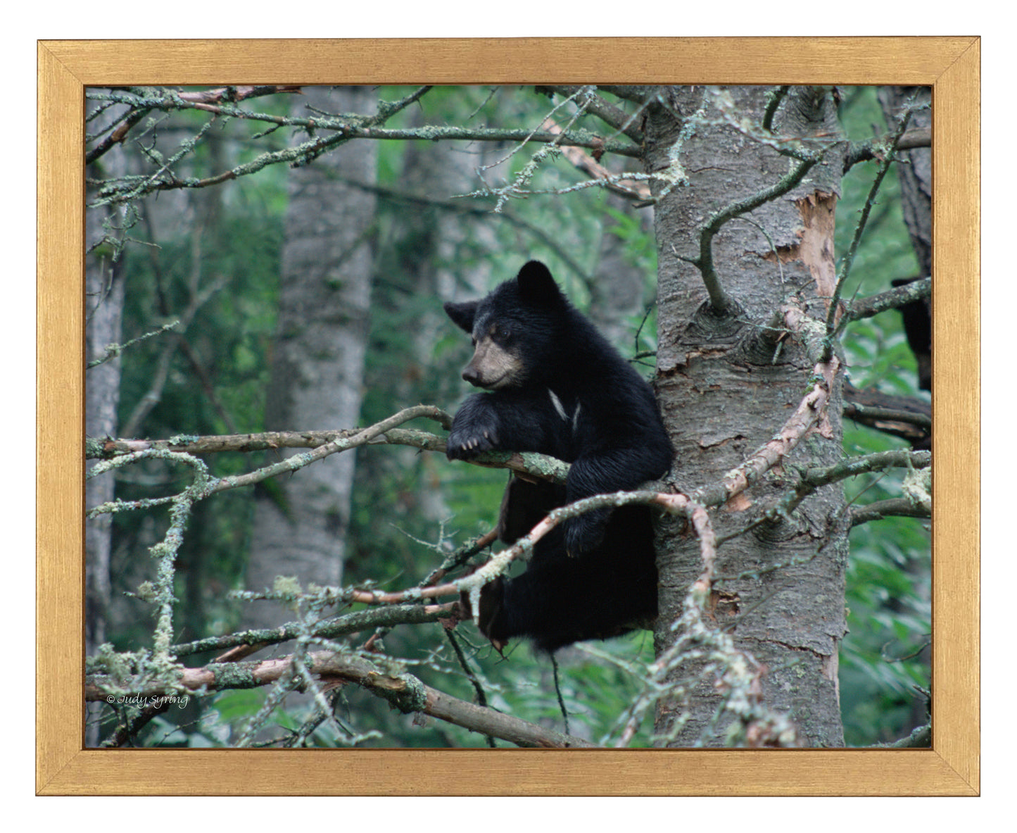 Black Bear Cub - Art Prints